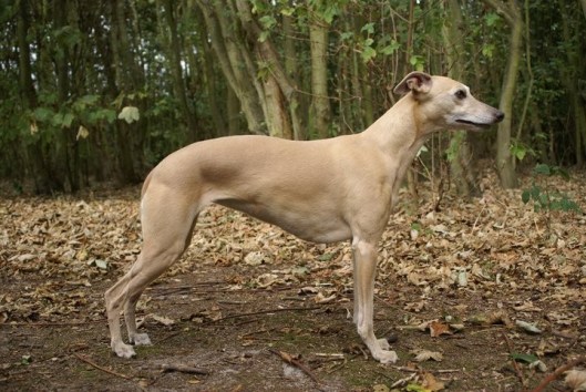 77022_1341665081101_5549363_n