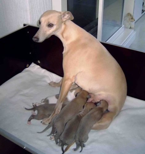 MEDION DIGITAL CAMERA