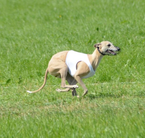 10273416_10203937971875838_4069748460740013501_n