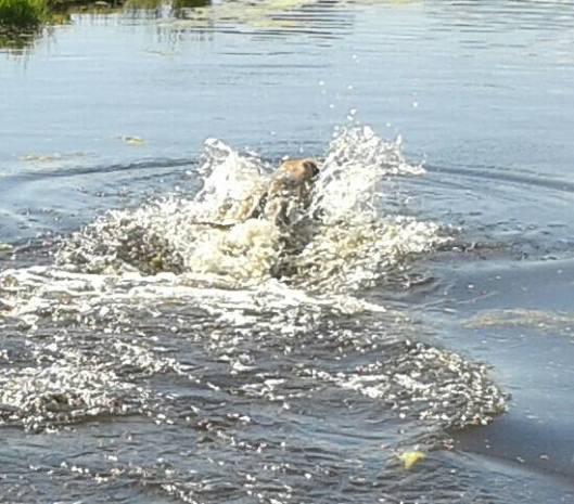 10296933_664758576905501_7417017391841347249_n