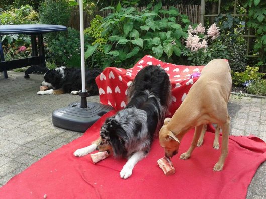 10306475_674828555898503_8442274900550110351_n