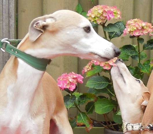 10306760_10204051604390667_3885164724903394912_n