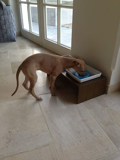 10308557_665466226869475_4664471728395299209_n