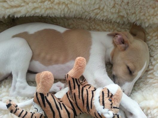 10345551_289855971186214_5645079649978820847_n