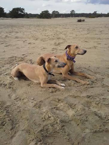 10352980_661263607254998_4020402674582059484_n