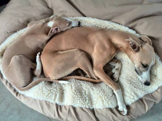 10353113_10152383545850999_3492143986040286228_n