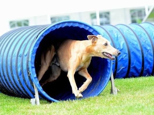 10363959_672689069445785_6547621483213806368_n