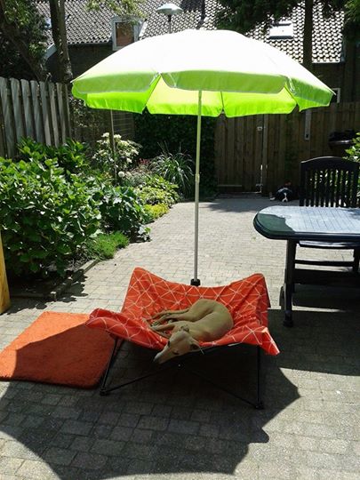 10371636_666455356735823_7367817258582528419_n