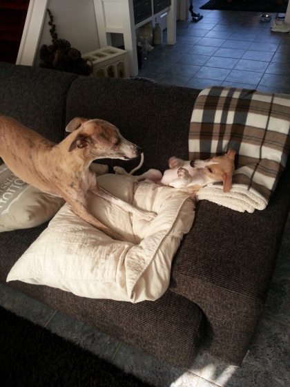 10384354_289851031186708_7178713170316903666_n