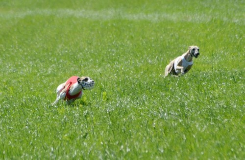 10390192_10203937970155795_2474453845097042218_n