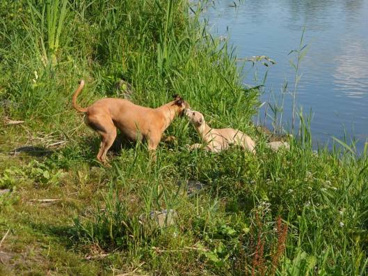 10394554_263970753804248_7126440944461016198_n