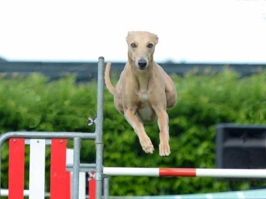 10425773_10201175512230093_1573813497_n-2