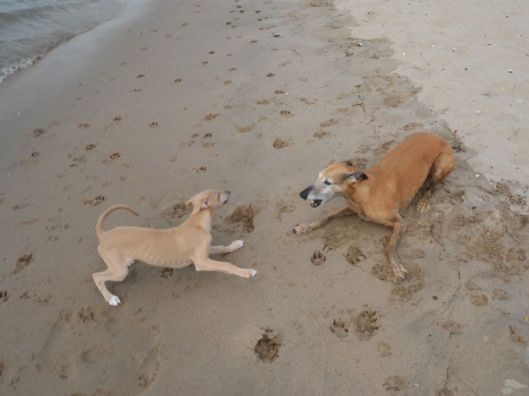 10432247_257500687784588_1920184548_n