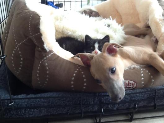 10437226_311694825665412_1784020507_n