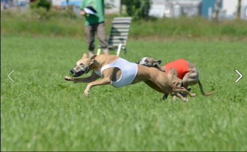 10440134_804037182942752_1083766992639562332_n