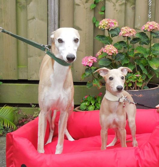 10441079_10204051633391392_3294049608371409924_n