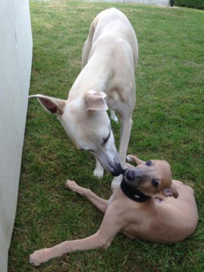 10443661_313402018828026_344017176_n