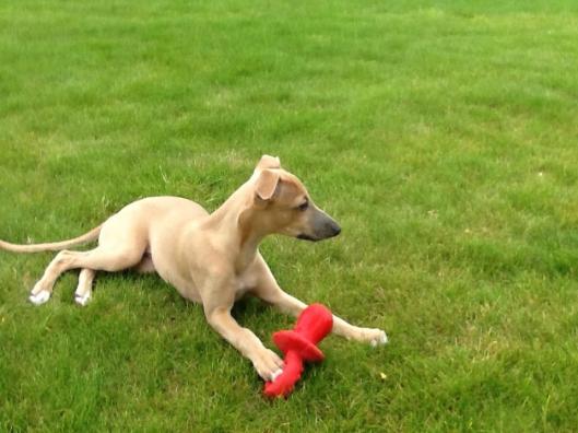 10443832_315810898587138_901241464_n