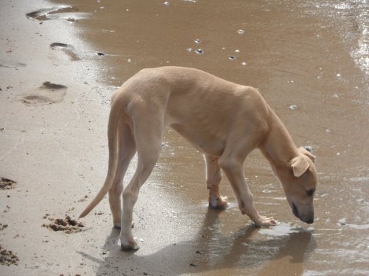 10453196_260616157473041_299923700_n