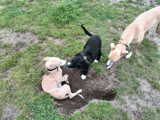 10453270_10152415936960999_891715399_n