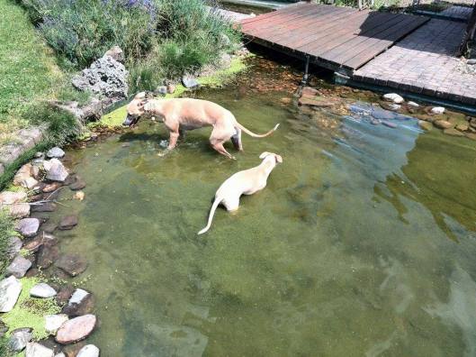 10466871_10152402229465999_687545626_n