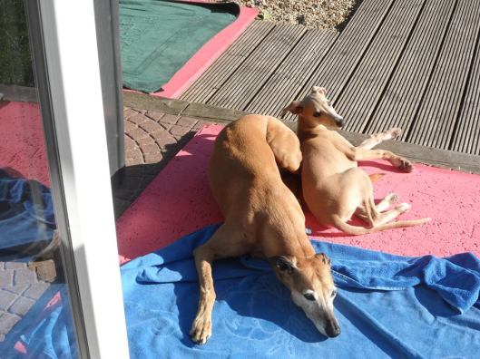 10477619_264817927052864_477884339_n