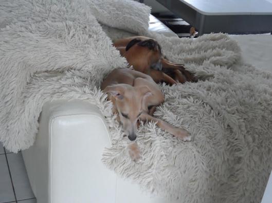 10479990_260613157473341_83102029_n