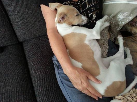 10486371_303393123165832_1679480505_n