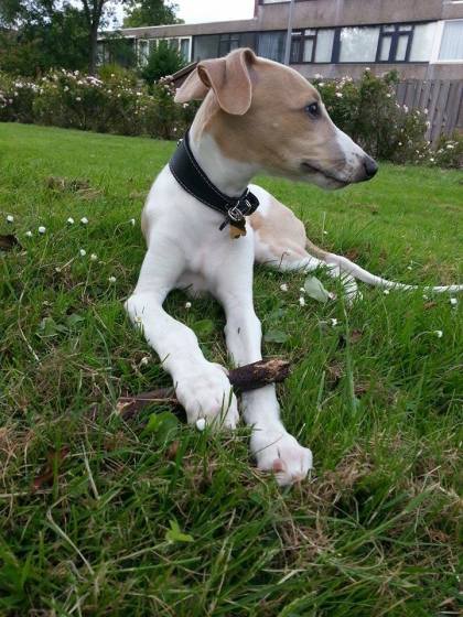 10487462_301060760065735_3042251655992419693_n