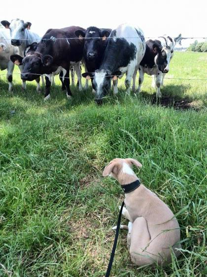 10487822_10152413742245999_258211030_n