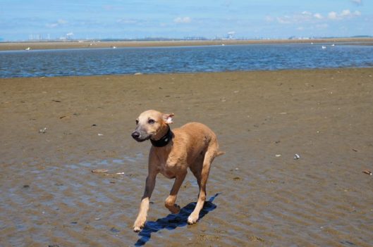 10488156_502305343234329_1402784208442235843_n