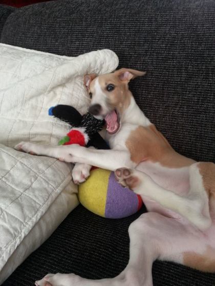 1551515_289829817855496_7402724003859391074_n