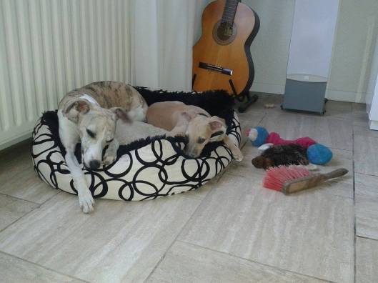 1579710_500324960099034_1760680640_n