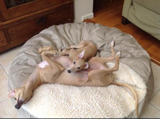 1620296_10204064569594789_1123016709_n