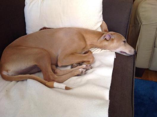 10569168_10204312598955368_45604255_n