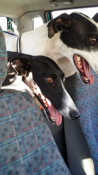 10527729_607092726070439_6451359692050846691_n