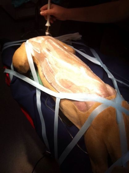 10603014_942194015796235_1031882675_n