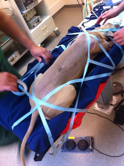 10716279_942193995796237_929725969_n