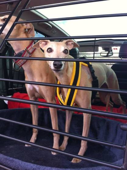 10703737_10202059963940051_1849595019690383986_n