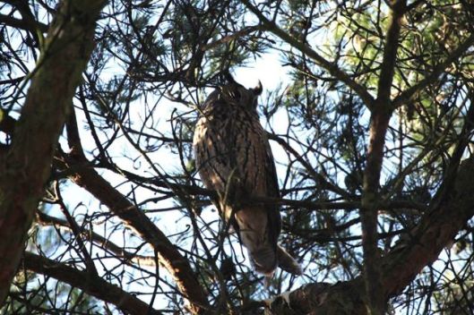 1939402_1533288570270224_1983344313368274933_n