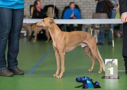 10801681_952480748110612_8722674720094881957_n