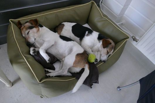 11316_1563528163912931_3154177669057968814_n