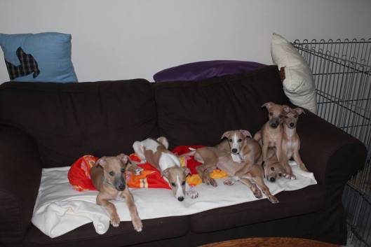 10342784_10203932348849353_5158686474478643176_n