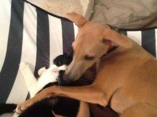 10564700_452296998271860_1742995516_n