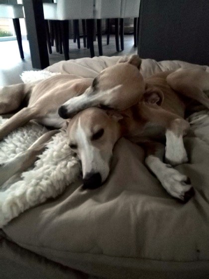 10681608_10152606834635999_1271417345_n