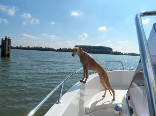 10704990_301253230076000_33174464_n