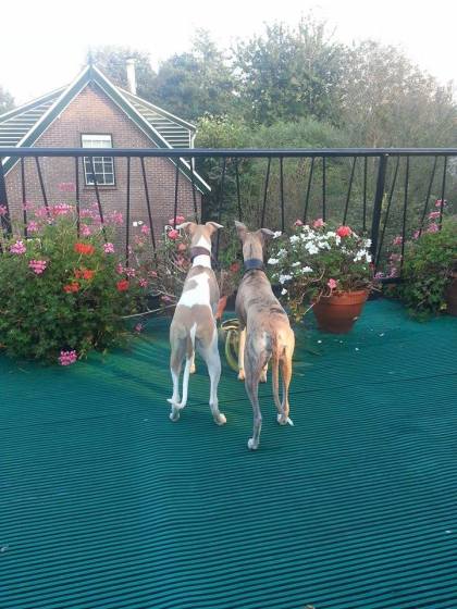 10723267_429027330602410_1251273707_n