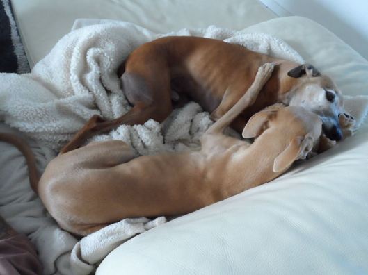 10744683_317449661789690_1617414024_n