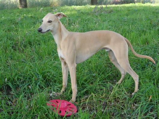 10751832_317449475123042_1910979674_n