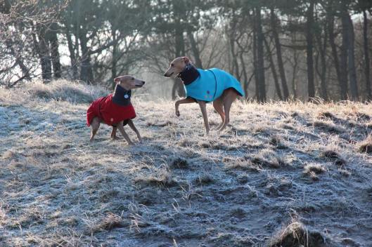 10945946_10205773671961280_1807019689_n